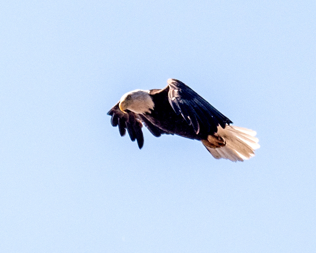 Bald Eagle in Flight Closeup by rminer