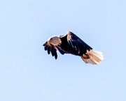 15th Mar 2018 - Bald Eagle in Flight Closeup
