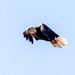 Bald Eagle in Flight Closeup by rminer