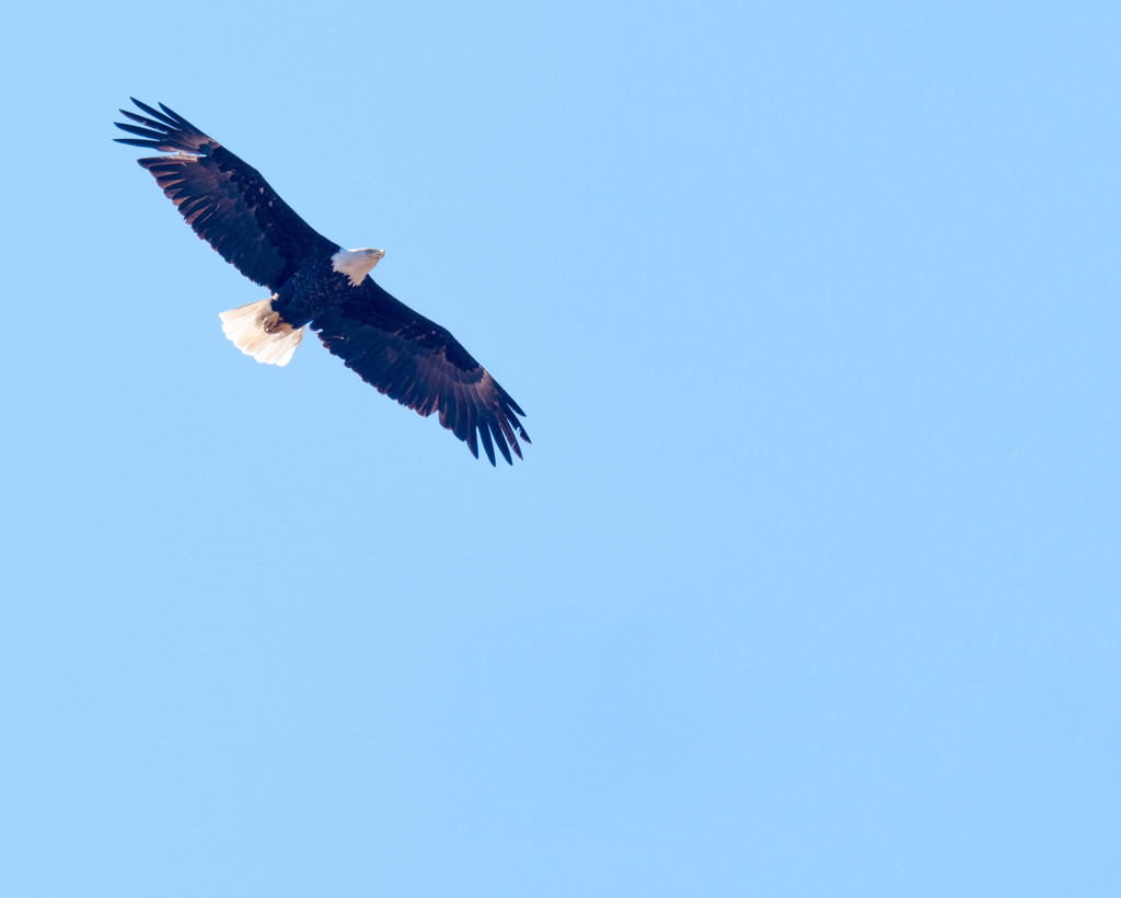 Bald Eagle in Flight Landscape by rminer