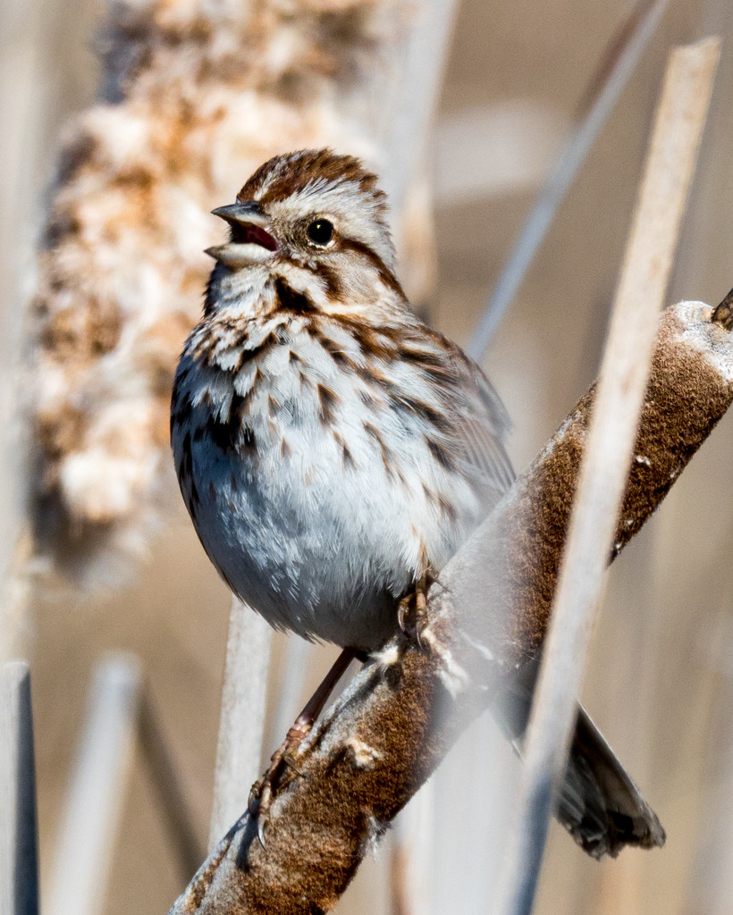Song Sparrow Sings Closeup by rminer