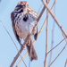 Proud Song Sparrow by rminer