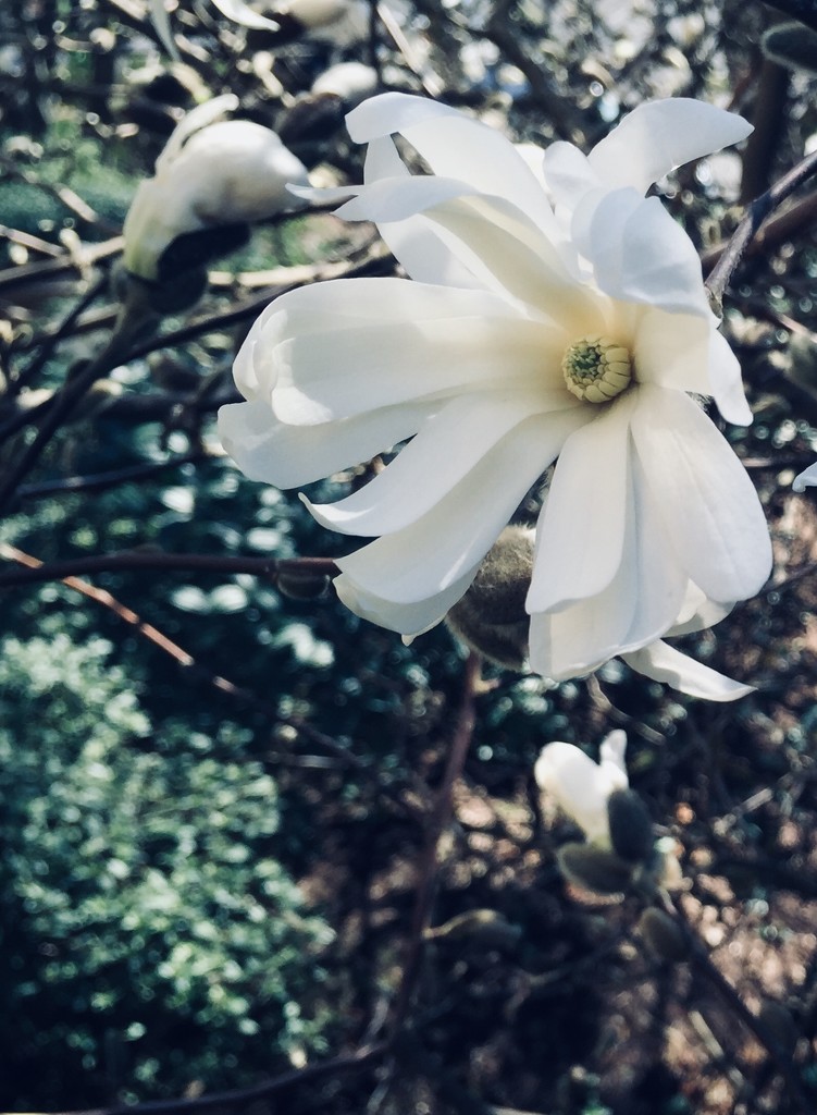 Magnolia by nanderson
