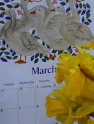 7th Mar 2018 - March daffodils