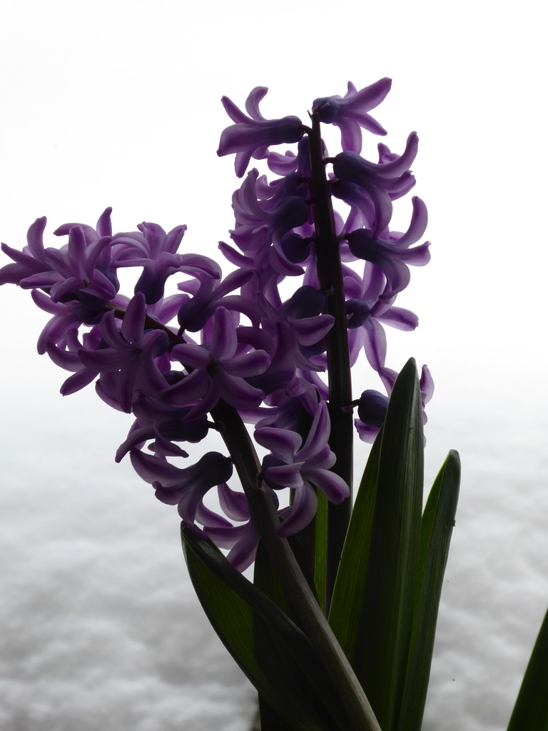 Hyacinth by snowy