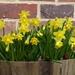  Daffodils in the Garden.........At Last! by susiemc