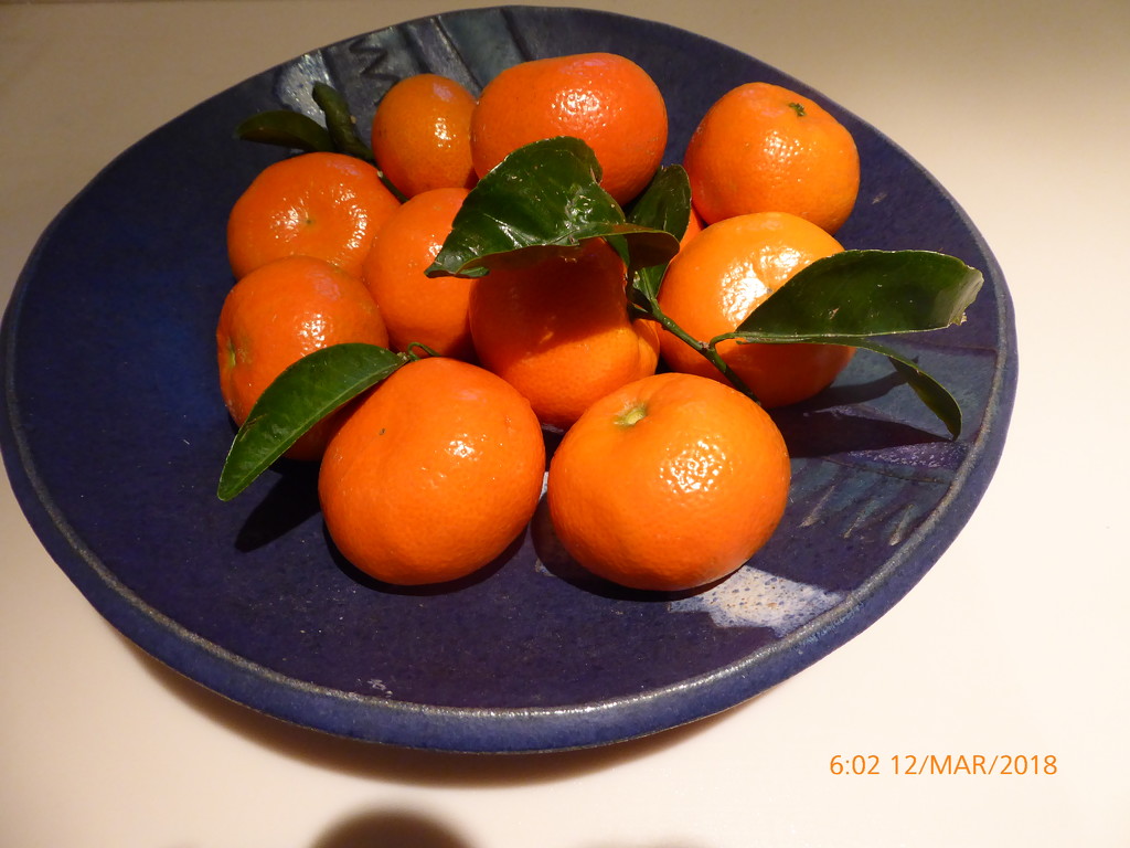 Clementines in blue bowl by snowy