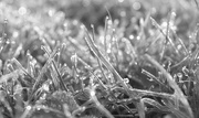 12th Mar 2018 - frost and dewdrops