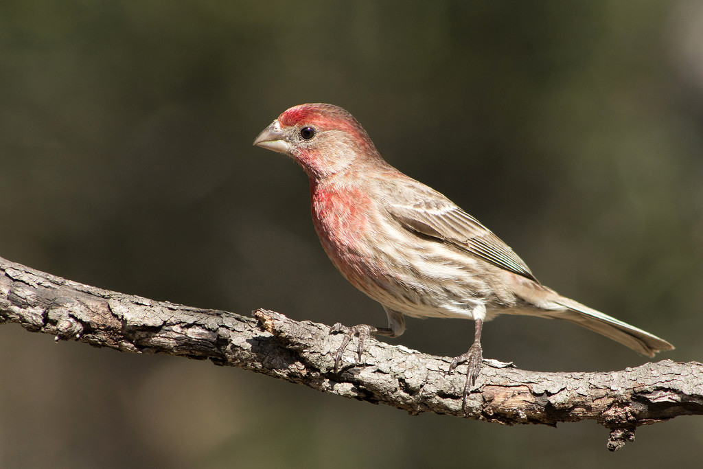 Mr. House Finch by gaylewood