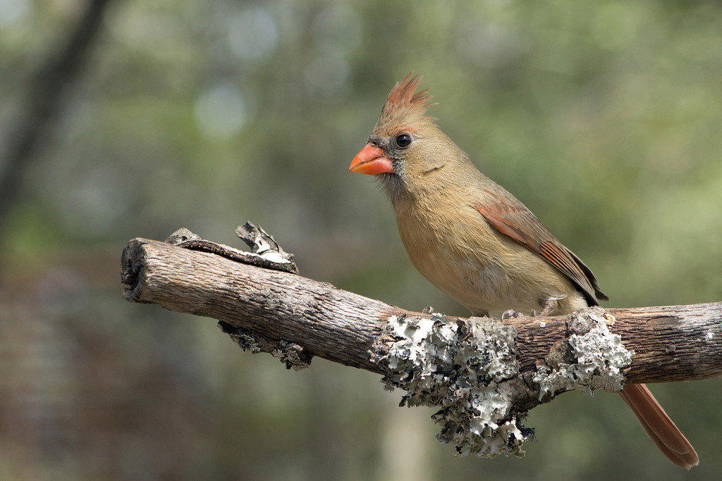 Mrs. Cardinal and Lichen by gaylewood