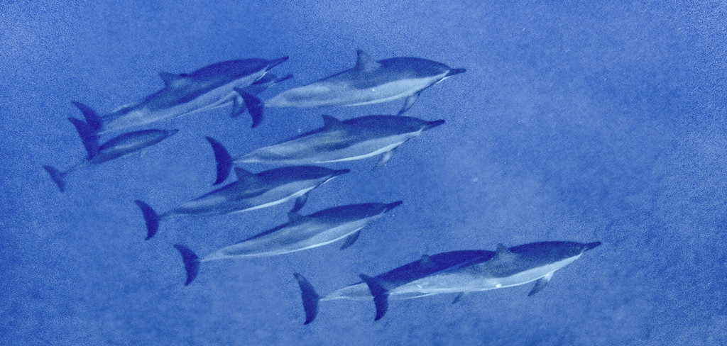  Spinner Dolphins  by jgpittenger