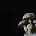 Mushrooms by francoise