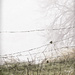 Birds in the Fog  by joysfocus