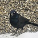 grumbling grackle by amyk