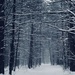 winter woods by amyk