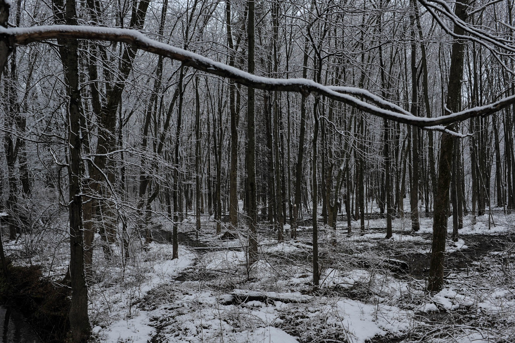 Snowy Woods by loweygrace