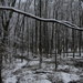 Snowy Woods by loweygrace