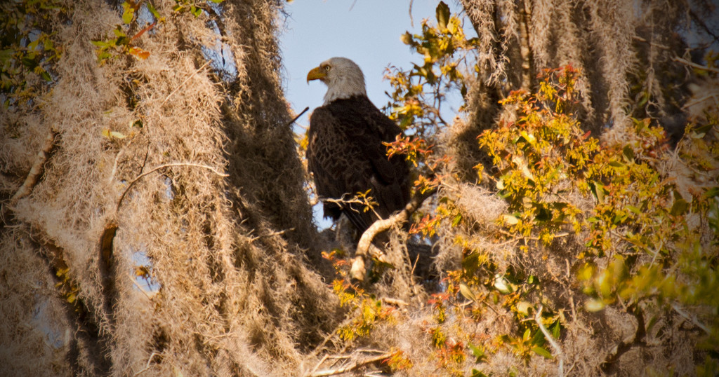 Bald Eagle Standing Guard! by rickster549