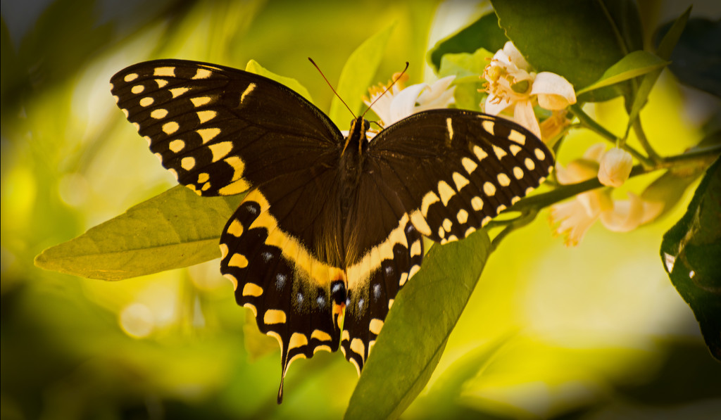 Palamedes Swallowtail Butterfly! by rickster549