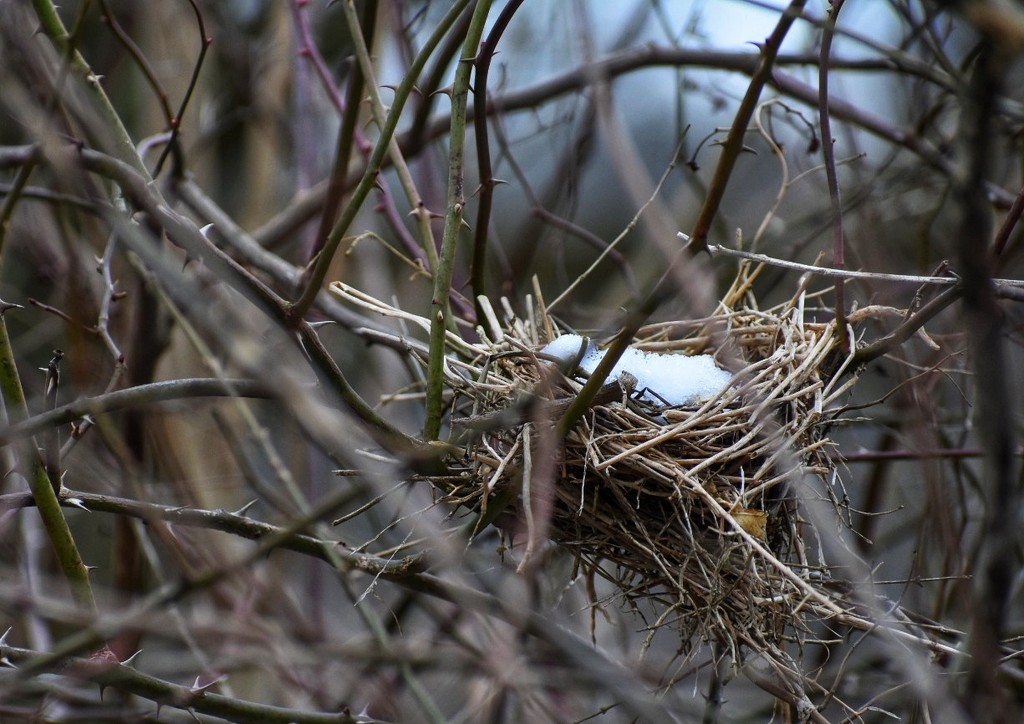 Empty Nest by yentlski