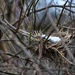Empty Nest by yentlski