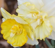 15th Mar 2018 - Daffodils