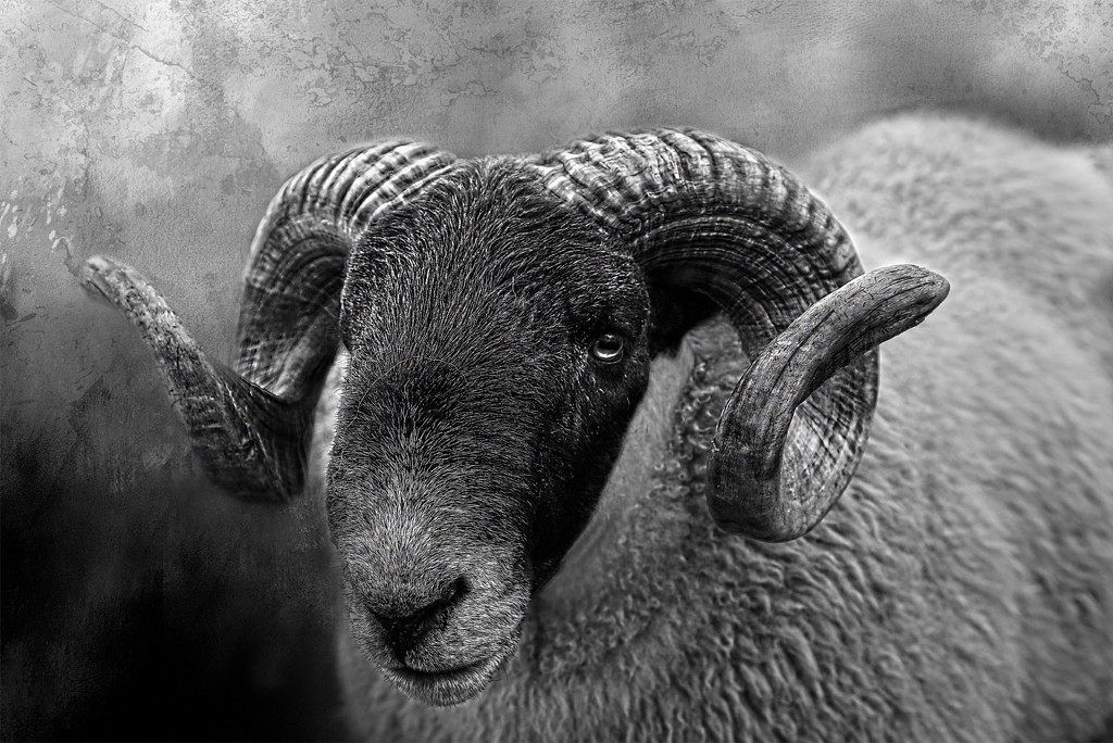 Black Sheep by jesperani