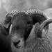 Black Sheep by jesperani