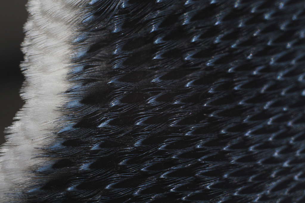 feathers of a little blue penguin by kali66