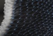 16th Mar 2018 - feathers of a little blue penguin
