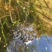 Frog spawn by 365projectmaxine