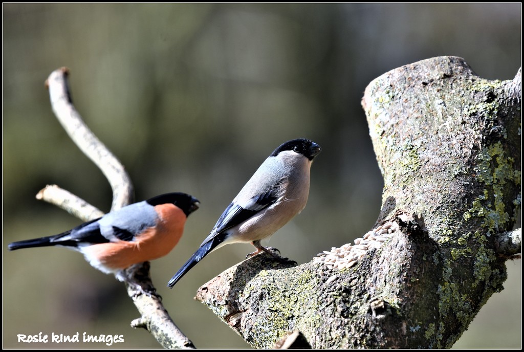 Mr & Mrs Bullfinch by rosiekind