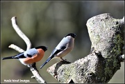 16th Mar 2018 - Mr & Mrs Bullfinch