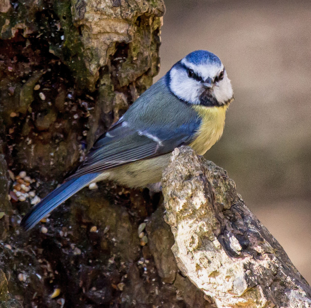 Blue Tit by pamknowler