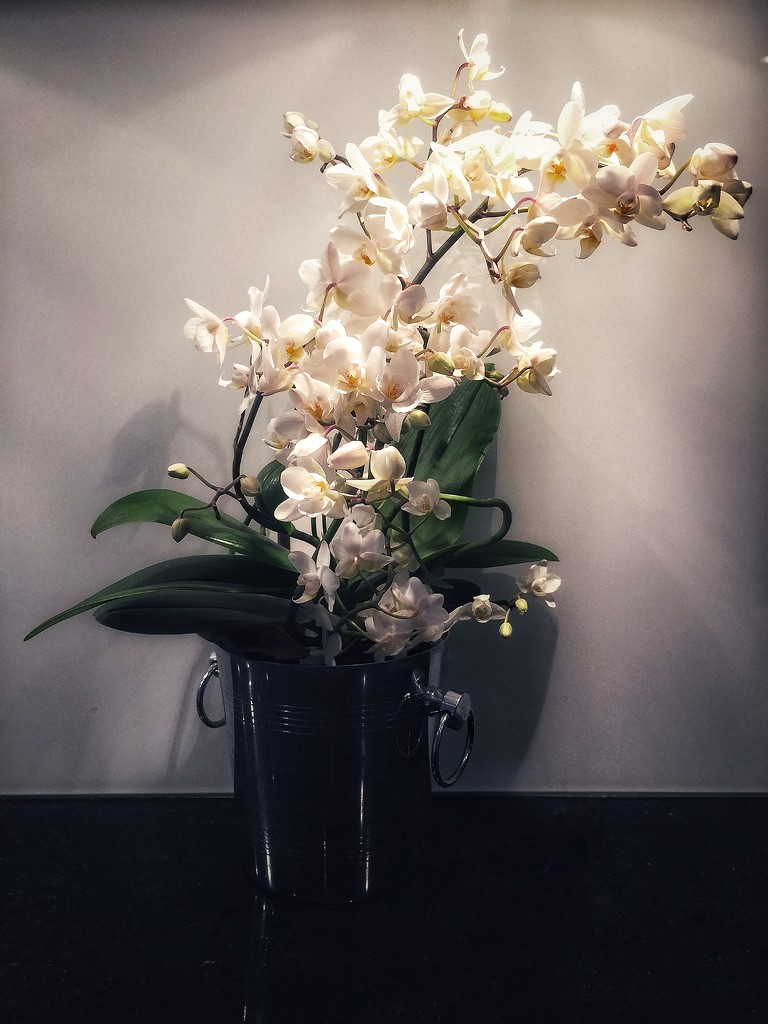 Orchids  by cocobella
