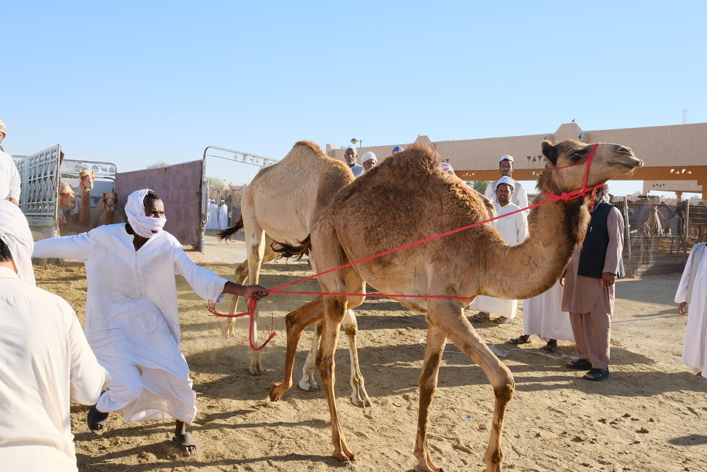 Camel souq, Al Ain by stefanotrezzi
