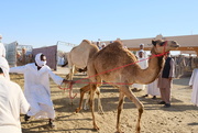 16th Mar 2018 - Camel souq, Al Ain