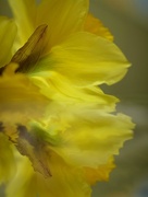 16th Mar 2018 - Discarded daffodil....