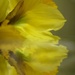 Discarded daffodil.... by ziggy77