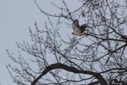9th Mar 2018 - Red-Tailed Hawk?