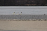 10th Mar 2018 - Trumpeter Swans
