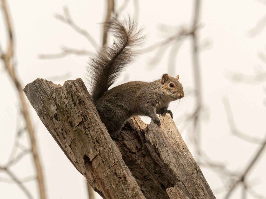 Squirrel Adventures by rminer