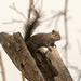Squirrel Adventures by rminer