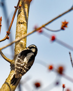 16th Mar 2018 - Downy Woodpecker Portrait