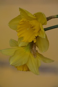16th Mar 2018 - Droopy daffodils....
