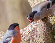 16th Mar 2018 - Fighting at the feeder