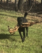 16th Mar 2018 - Another day, another stick