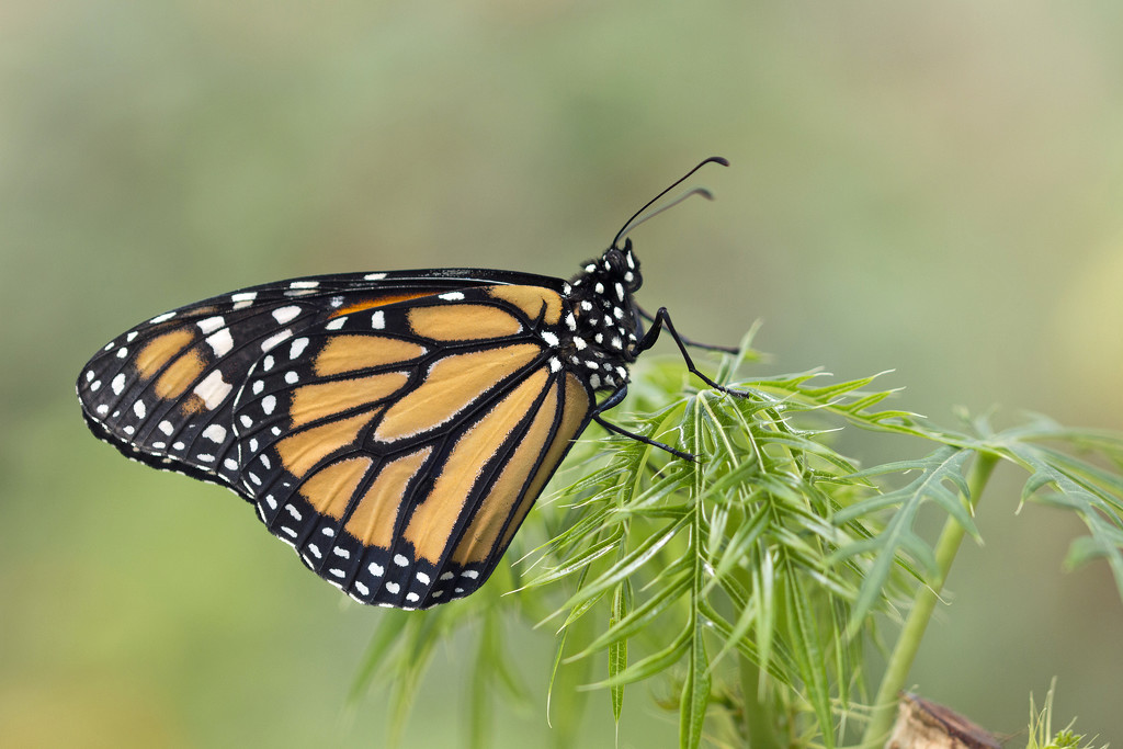 Monarch on Green by gaylewood