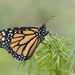 Monarch on Green by gaylewood