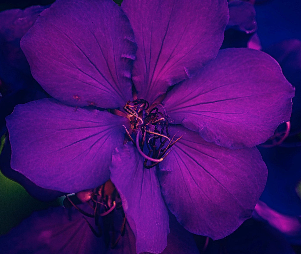 tibouchina by annied